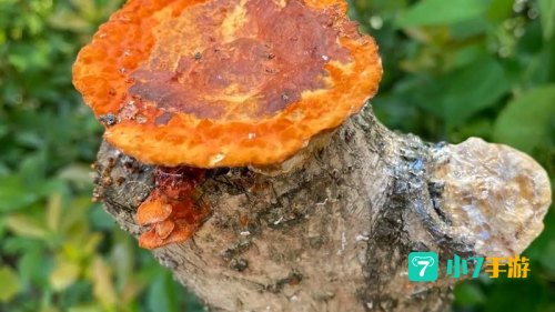 小说中千年灵芝